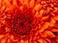 bloem
